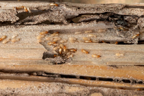 Best Pest Inspection Near Me  in Riverwoods, IL